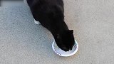 家庭爆笑猫咪上线，在小碟子吃饭的猫咪，看起来真可爱！