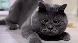 不太聪明的样子，这猫咋地了