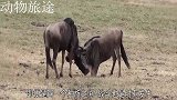 马鹿打架鹿角被缠绕，浸泡水中快溺水而亡