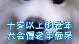 狗狗年老了我们还爱它，狗狗有老年痴呆吗