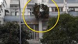 危险！3楼阳台种柑橘 主人：砸到算运气好