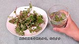 喜欢用马齿苋泡水喝吗？现在学还不晚，让家人朋友都知晓