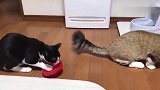 自从主人喂了猫咪磨牙棒，母猫就控制不住了，真是只磨人的小妖精