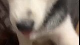 二哈：快起开，我要把这椅子给拆了！