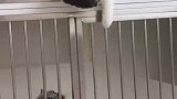 灰猫：等我哪天出笼子了，咱俩来单挑！