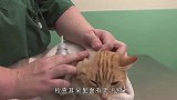 猫咪也需要“大保健”能预防许多疾病，那么要做些什么才能让猫咪