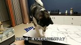 狗狗找靠山与女主对打，不料靠山竟被揍的惨叫连连，狗狗立马认怂