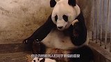 一群熊猫宝宝正集体越狱，突然谁大吼一声，下秒憋住别笑