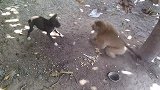 猴子和母鸡打架，终于体会到什么叫“鸡心险恶”，看完忍住别笑！