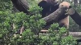 5月份库存，熊猫繁衍基地，悠闲自在皮一下，淘气呢！