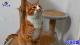 小奶猫变身小飞侠，猫爸爸被主人强迫看奶猫，突然大发脾气要揍喵