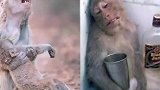 7种能获奖的动物行为，当小猴子死亡后，母猴子痛哭后买醉？