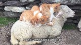 天然羊毛毯遇上肉垫按摩仪，猫咪和小羊这组合真完美，画面好温馨