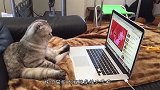 猫咪和自己的尾巴有仇？尾巴燃起大火，竟不管不顾！