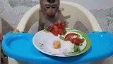 小猴子：排排坐，吃果果