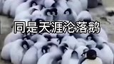 太可爱了，一群企鹅被按在地上摩擦，被爸妈强制送去托儿所