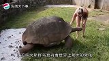 “驮人巨龟”竟然真的存在它体长5米重达6吨