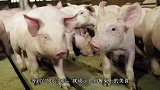 国外出现一头长着人脸的猪，当真相揭开时，网友们坐不住了！