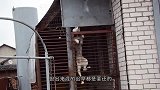 猫咪想从窗户溜进去，不料卡在窗户上，猫：铲屎的，快来救驾！