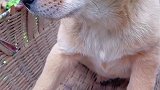 竹篮子里的小可爱