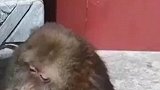 独臂猴子寺庙生活20年，性情温顺意外走红