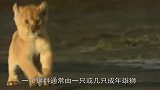 雄狮刚战胜了前任狮王，镜头拍下全程