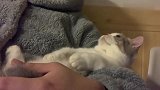 家有萌宠系列！养了一只话痨猫是怎样的一种体验呢