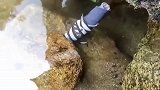 小青捕鱼真的够神奇的