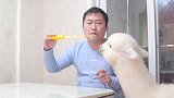 羊驼看见泡泡的反应，像没断奶的小孩儿一样