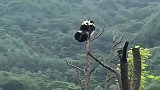 被饲养员骂了几句,熊猫竟爬到树梢不下来,难怪把自己作成国宝