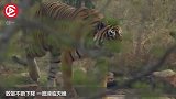 汽车被几十只东北虎包围，丢一只活鸡3秒后，鸡毛满天飞！