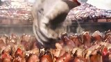 看看意大利的烤肉摊是什么样烤肉真霸气，大排骨烤的香气扑鼻