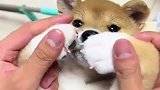 这就是媳妇买来的柴犬，下一幕看到的画面，简直不忍直视