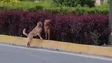 看似两条狗，实则三条狗