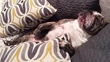 坏脾气的慵懒斗牛犬睡在沙发上不愿起来，恶狠狠的回应主人