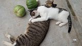 小花猫吃完奶还要睡个午觉避暑，下午出门巡视领地，小日子真滋润