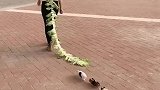 像不像一个，后面跟着狗仔队！