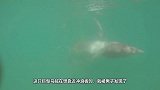 巨型乌贼攀上冲浪板，想将男子拖下水，镜头拍下全过程