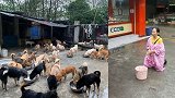 成都58岁大姐20年收养700多条流浪猫狗 为凑经费跪地乞讨