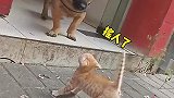 怎么还炸毛了呢，尾巴当天线