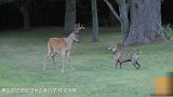狗狗作死挑衅梅花鹿 下一秒被梅花鹿吓的直后退