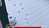 当猫咪想跟着雪地里的脚印走却走错了节奏时