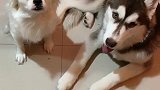 女主人偷偷出去吃火锅，被不省心的金毛报复，太惨了