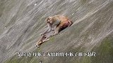 可怜的小猴惨遭母猴暴打，最后奄奄一息，镜头记录残忍一幕