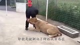 雄狮突然发狂向饲养员咬去，母狮上前拦住雄狮，镜头记录全过程
