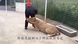 雄狮突然发狂向饲养员咬去，母狮上前拦住雄狮，镜头记录全过程