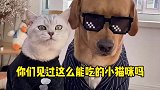 你们见过怎么能吃的小喵咪吗？