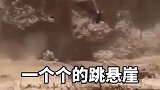 犀牛疯了，一个个的跳悬崖