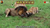 母狮捕获蓬蓬不料被雄狮抢走！