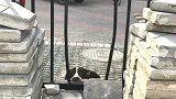 这边牧太聪明了
